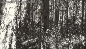 Waldrand Schorfheide (Detail 4)