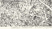 Waldrand Schorfheide (Detail 5)