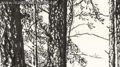 Wildpark Schorfheide 1 (Detail 1)