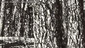 Wildpark Schorfheide 1 (Detail 3)