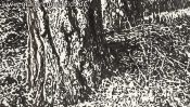 Wildpark Schorfheide 1 (Detail 4)
