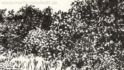 Wukensee (Grafik, Brush-Pen-Zeichnung) (Detail 2)