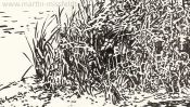 Wukensee (Grafik, Brush-Pen-Zeichnung) (Detail 4)