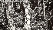 Zauberwald Bei Chorin (Detail 2)