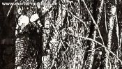 Zauberwald Bei Chorin (Detail 3)