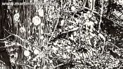 Zauberwald Bei Chorin (Detail 4)