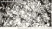 Zauberwald Bei Chorin (Detail 5)