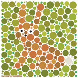 Hase Sehtest