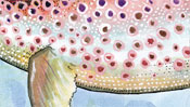 Muster auf dem Fisch-Bauch der Hommingberger Gepardenforelle