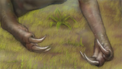 Krallen des Allosaurus