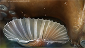 Venus-Muschel (nach Botticelli)