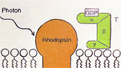 Photon trifft auf Rhodopsin Malerei