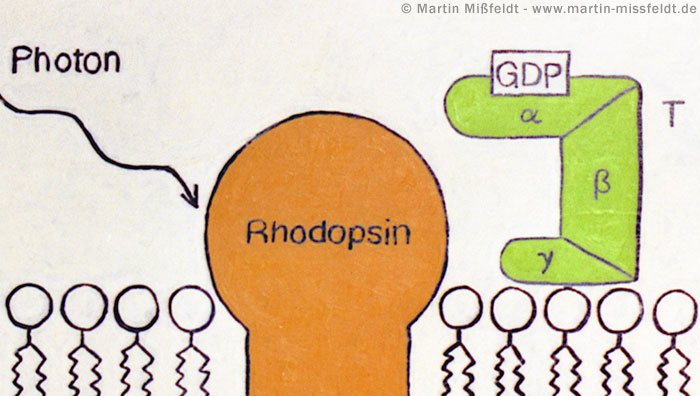 Photon trifft auf Rhodopsin Malerei