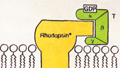 Rhodopsin aktiviert GDP - Schaubild-Malerei