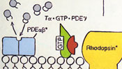 GTP - PDE