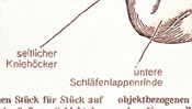 seitlicher Kniehöcker - untere Schläfenlappenrinde