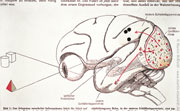 Gehirn und Auge - Sehbahn