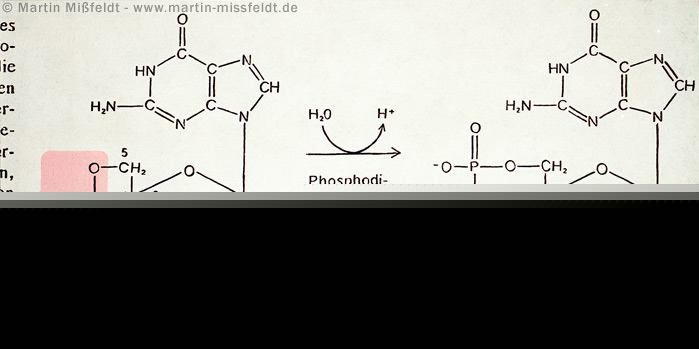 Guanosin-5-monophosphat