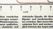 Licht (schematische Darstellung)