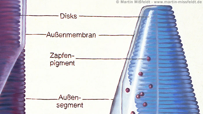 Zapfenpigment - Disks