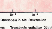 Rhodopsin in mol-Bruchteilen - gemalte Ölfarbe