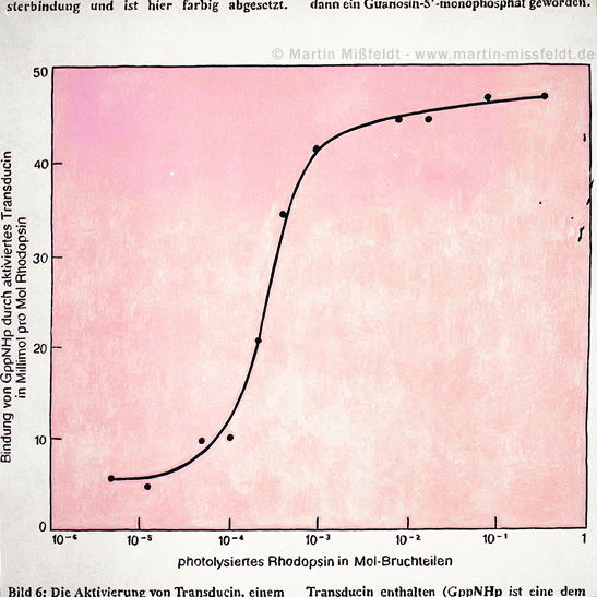 Photolyse des Rhodopsin