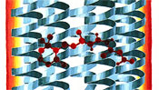 Retinal im Rhodopsin