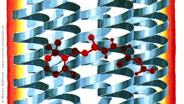 Retinal im Rhodopsin