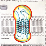 Rhodopsin-Molekül