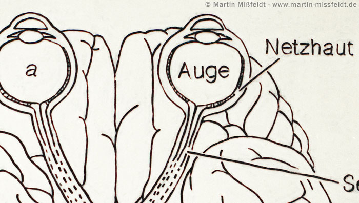 Schematischer Querschnitt durchs Gehirn