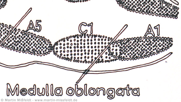 Medulla oblongata