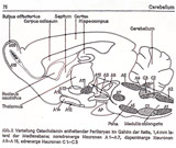 Modell Zeichnung des Cerebellum