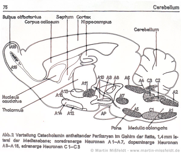 Modell Zeichnung des Cerebellum