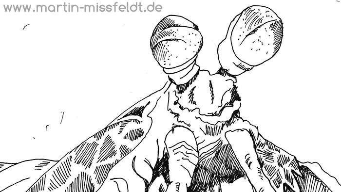 Zeichnung Fangschreckenkrebs (Skizze) (Detail 1)