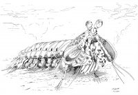 Zeichnung Fangschreckenkrebs (Skizze)