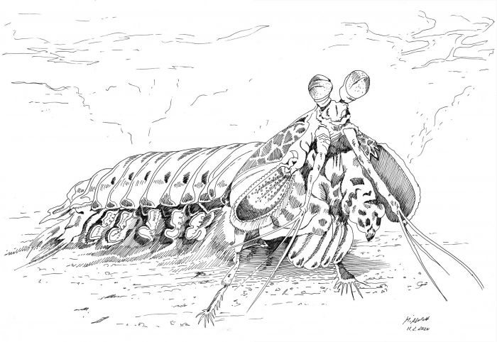 Zeichnung Fangschreckenkrebs (Skizze)