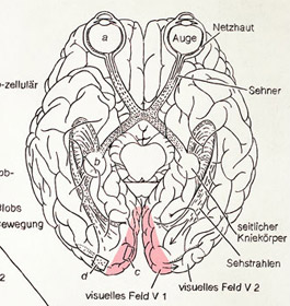 Menschliches Auge und Gehirn