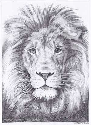 Bleistiftzeichnung Löwe