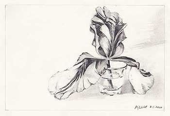 Bleistiftzeichnung einer Tulpe