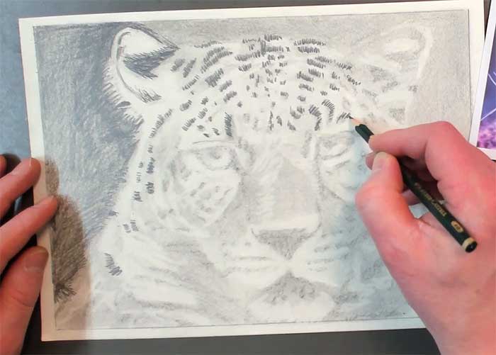 Leopard zeichnen: Verwischen und Betonen