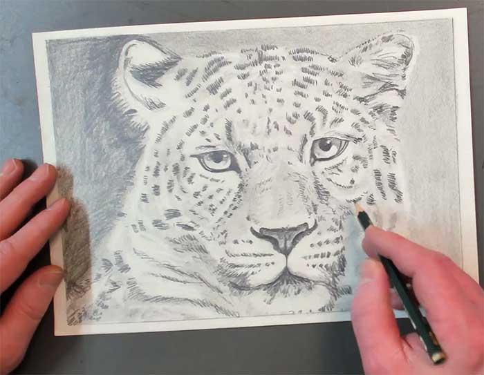 Tiere zeichnen: Augen sind wichtig